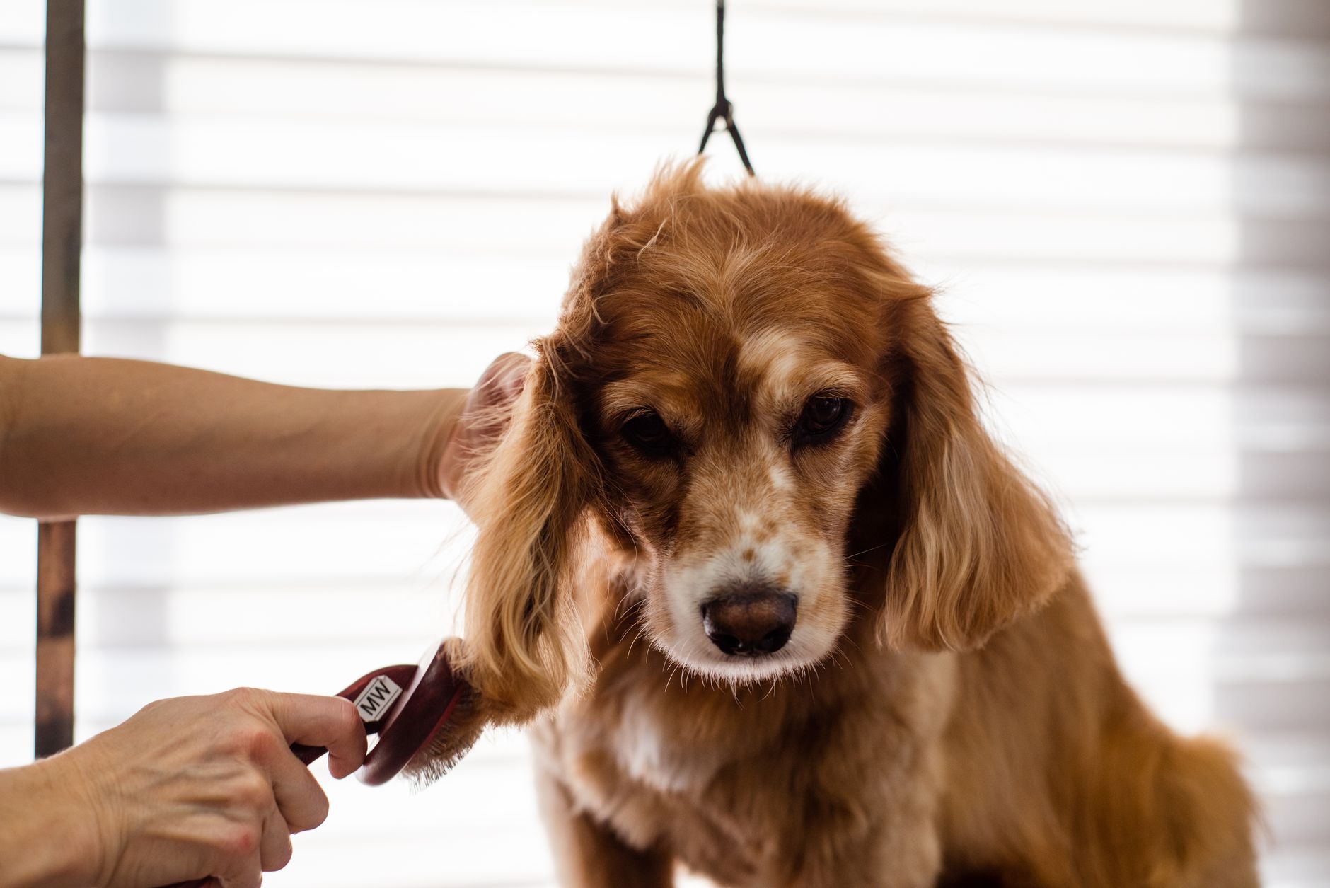 Cachorro sendo escovado durante banho e tosa